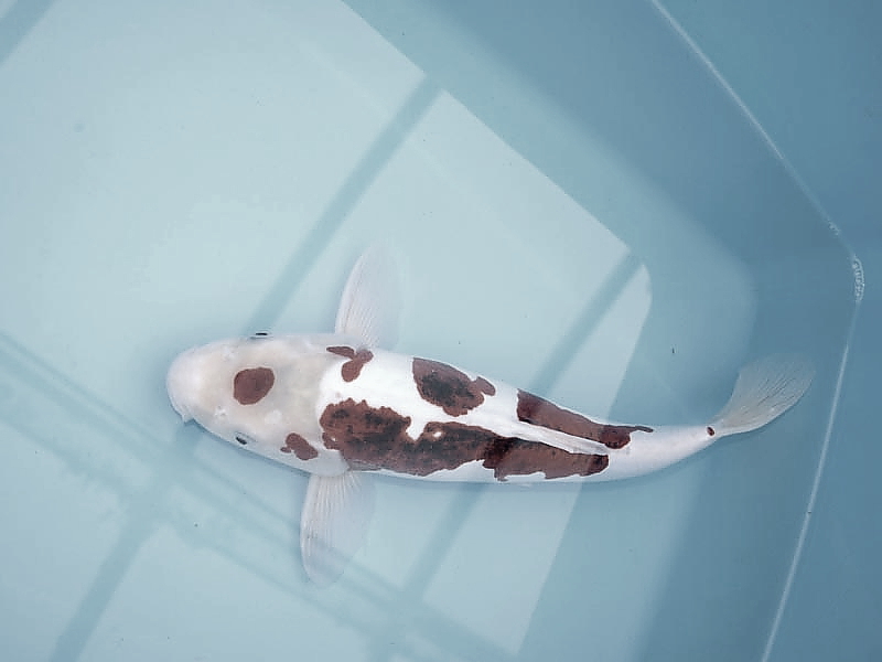 Killikus&reg; Fotographie